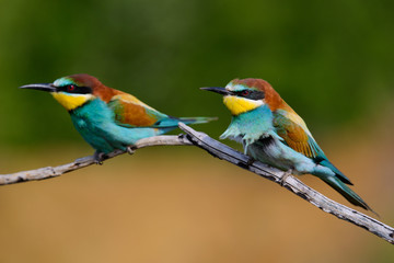 European bee-Eaters, Merops apiaster sits and brags on the good thread, has some insect in its beak during the mating season, the male feeds the female