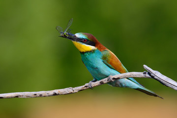 European bee-Eaters, Merops apiaster sits and brags on the good thread, has some insect in its beak during the mating season, the male feeds the female