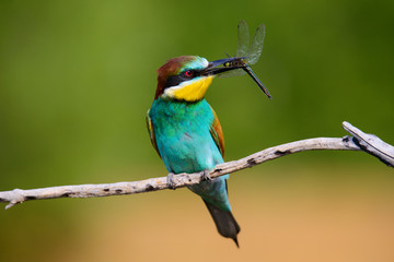 European bee-Eaters, Merops apiaster sits and brags on the good thread, has some insect in its beak during the mating season, the male feeds the female