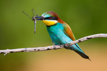 European bee-Eaters, Merops apiaster sits and brags on the good thread, has some insect in its beak during the mating season, the male feeds the female