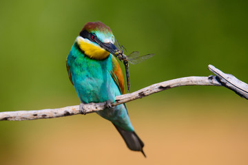 European bee-Eaters, Merops apiaster sits and brags on the good thread, has some insect in its beak during the mating season, the male feeds the female
