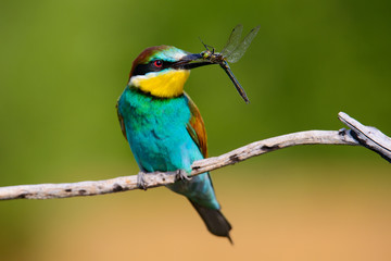 European bee-Eaters, Merops apiaster sits and brags on the good thread, has some insect in its beak during the mating season, the male feeds the female