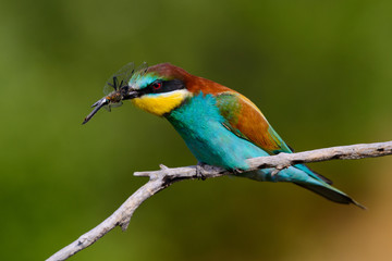 European bee-Eaters, Merops apiaster sits and brags on the good thread, has some insect in its beak during the mating season, the male feeds the female