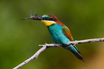 The European Bee-eaters, Merops apiaster is sitting and showing off on a nice branch, has some insect in its beak, during mating season, nice colorful background and soft golden light
