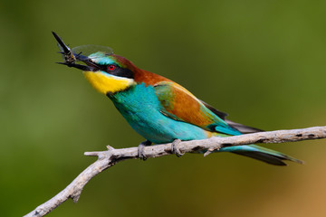 European bee-Eaters, Merops apiaster sits and brags on the good thread, has some insect in its beak during the mating season, the male feeds the female