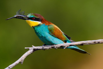 The European Bee-eaters, Merops apiaster is sitting and showing off on a nice branch, has some insect in its beak, during mating season, nice colorful background and soft golden light