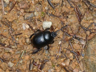 dung beetle black