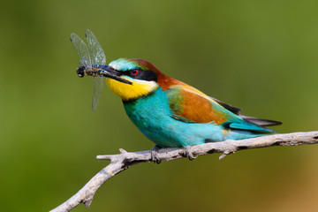 Obraz premium European bee-Eaters, Merops apiaster sits and brags on the good thread, has some insect in its beak during the mating season, the male feeds the female