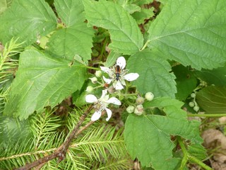 bee on a blossom of a blackberry