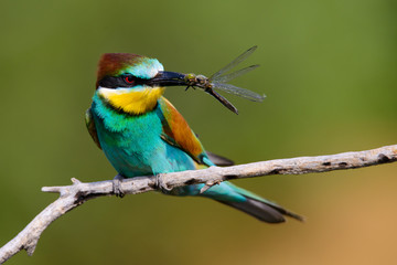 The European Bee-eaters, Merops apiaster is sitting and showing off on a nice branch, has some insect in its beak, during mating season, nice colorful background and soft golden light