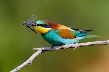 European bee-Eaters, Merops apiaster sits and brags on the good thread, has some insect in its beak during the mating season, the male feeds the female