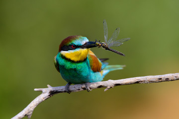 European bee-Eaters, Merops apiaster sits and brags on the good thread, has some insect in its beak during the mating season, the male feeds the female