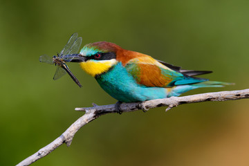 Obraz premium European bee-Eaters, Merops apiaster sits and brags on the good thread, has some insect in its beak during the mating season, the male feeds the female