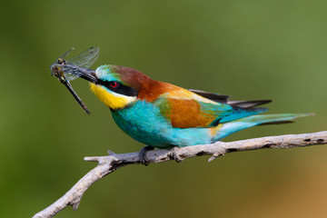 European bee-Eaters, Merops apiaster sits and brags on the good thread, has some insect in its beak during the mating season, the male feeds the female
