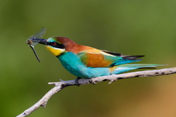 European bee-Eaters, Merops apiaster sits and brags on the good thread, has some insect in its beak during the mating season, the male feeds the female