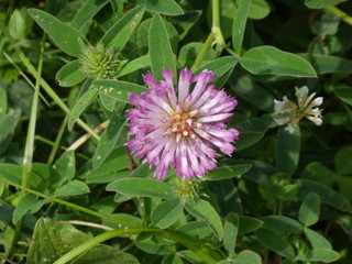 purple blossom of a clover