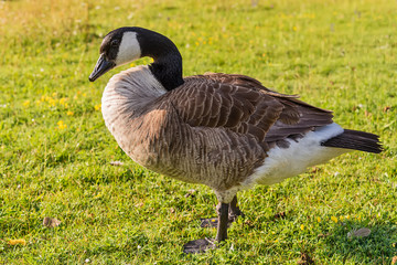 Adult Goose in green grass. 