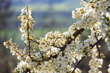 Fototapeta premium Apple tree Flowers