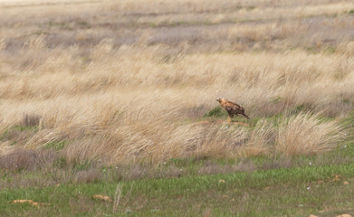 Long-legged buzzard (Buteo rufinus) sits on the ground amidst dry grass