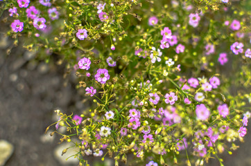 Alyssum pink, rose colored, fragrant flower