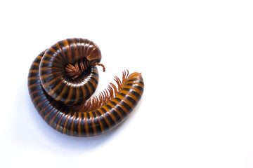 Brown millipede, millipede coiled isolated on white background. Selective focus and space for texts