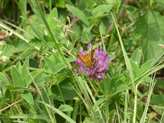 brown moth is sitting on a blossom of a clover