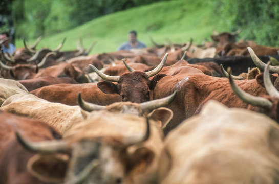 Herd of brown cattle, Cantal, Auvergne, France