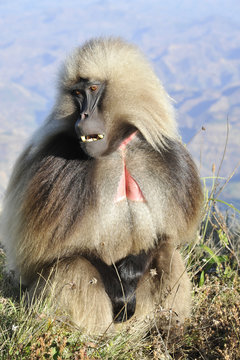 Ethiopia, Simien mountains national parc,  Gelada baboon male