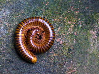 The beauty of nature, millipede on road in Thailand