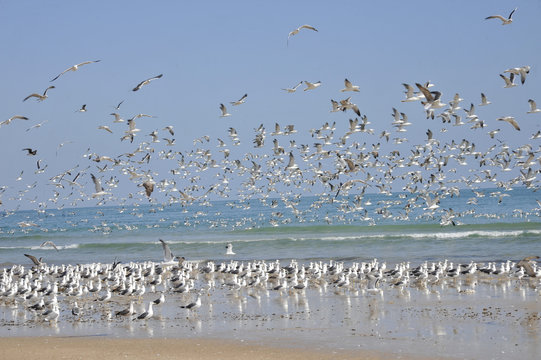 Sultanate of Oman, Ras Ar Ruwais, myriad of sea gulls above the indian ocean