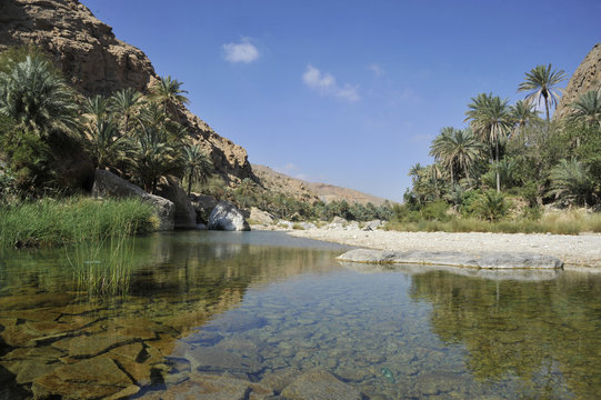 Sultanate of Oman, Wadi Bani Khalid a turquoise blue waters pool  surounded by palm trees