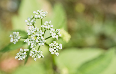 Blossom of garden angelica from close-up