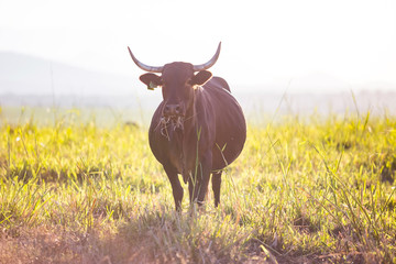 Cow standing in a field eating grass.