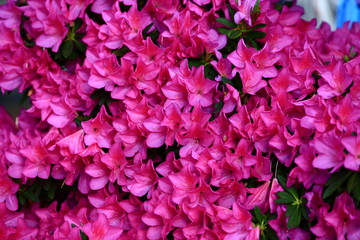 azalea