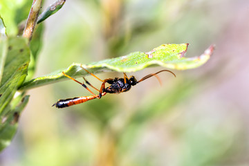 Sand wasp (Ammophila heydenii) Umbria