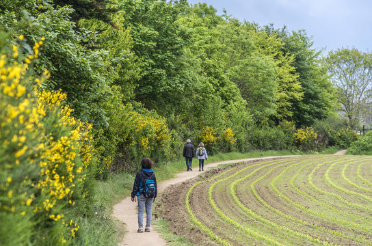 France, Brittany, Cotes d'Armor, Fort-la-Latte, trail leading to the coastal trail GR 34