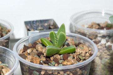 Close up of faucaria tigrina seedling growing on window sill, exotic succulent plant and endemic to South Africa
