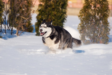 Siberian Husky conquers snowdrifts.