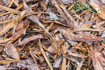 Fresh wet wood chip from pine tree, texture background.