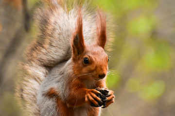 A beautiful squirrel sitting on a tree branch in a spring forest. Close-up of a rodent.