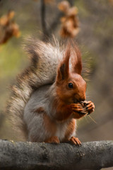 A beautiful squirrel sitting on a tree branch in a spring forest. Close-up of a rodent.