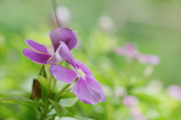 Purple watercress flowers is withered on green blurred background