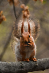 A beautiful squirrel sitting on a tree branch in a spring forest. Close-up of a rodent.