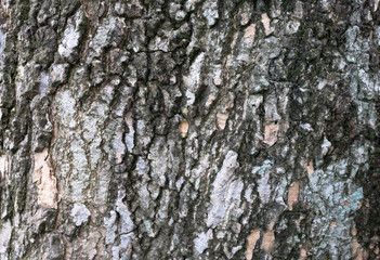 Abstract background and texture