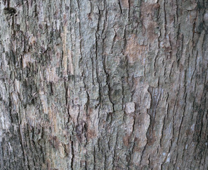 Naklejka premium Wooden background and texture