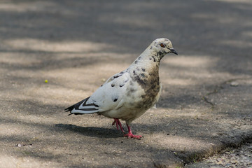 portrait of the pigeon on the road looking to the camera