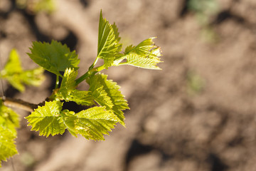 Vine with young leaves