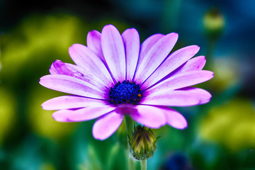 Obraz premium African daisy chamomile Osteospermum spring summer macro floral natural background