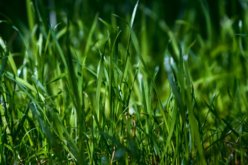 Green grass close-up background texture, natural concept, dark green color sun shining