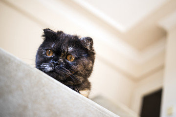 Very beauty kitten Scottish Fold Cat in the house.